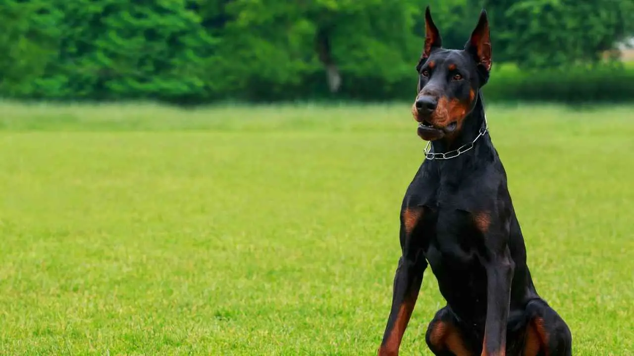 Dobermann Pinscher