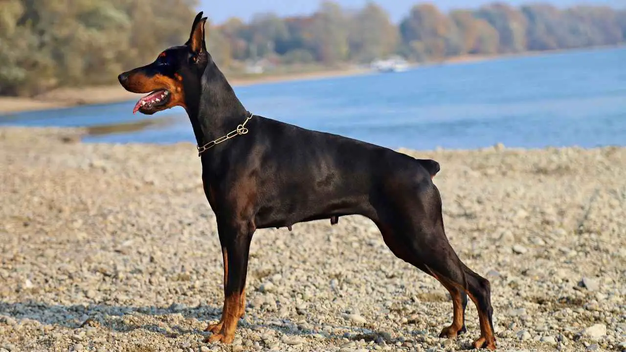 Dobermann Pinscher