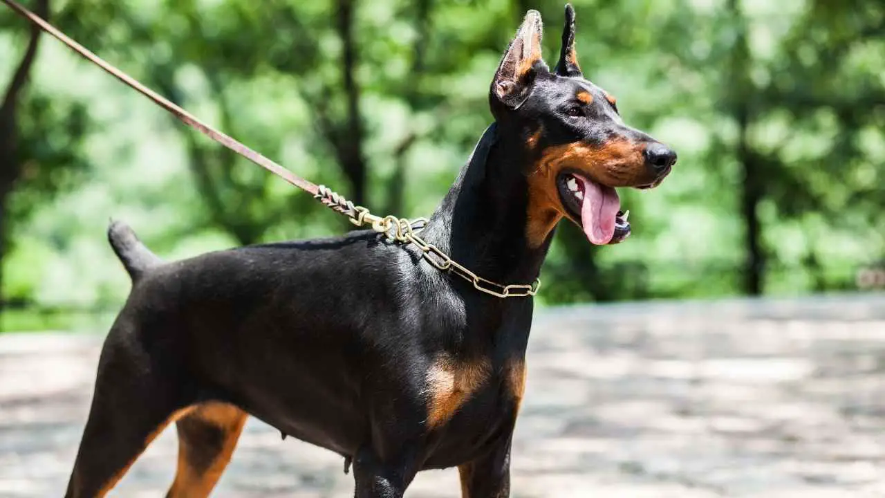 Dobermann Pinscher