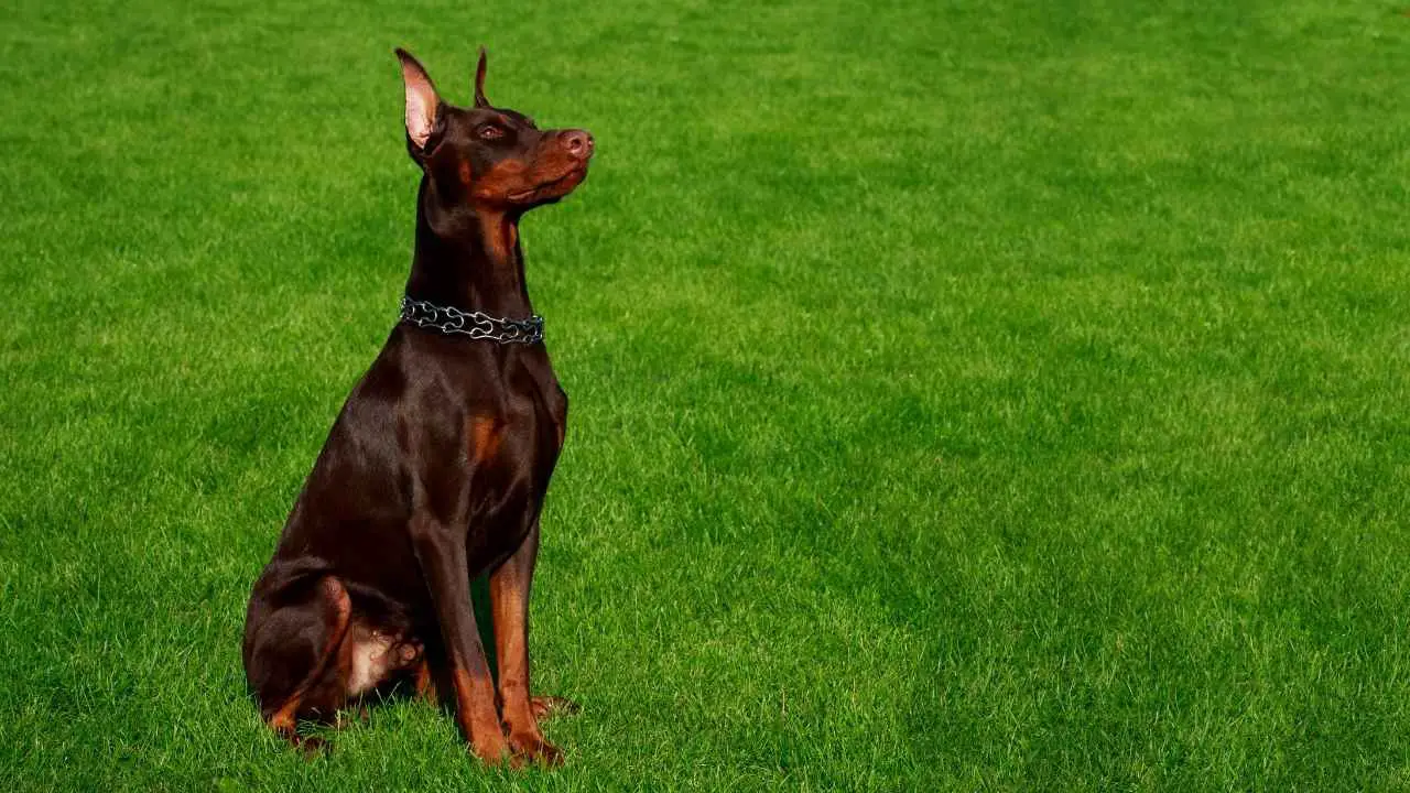 Dobermann Pinscher