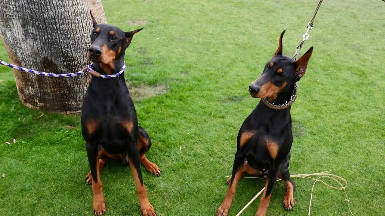 Dobermann Pinscher