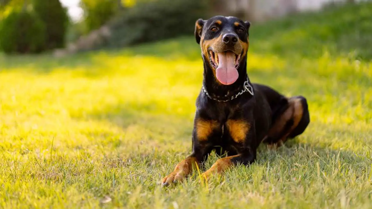 Dobermann Pinscher