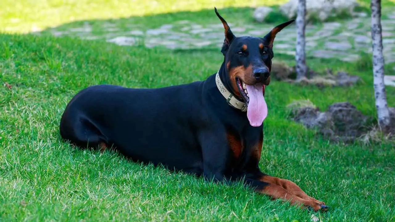 Dobermann Pinscher