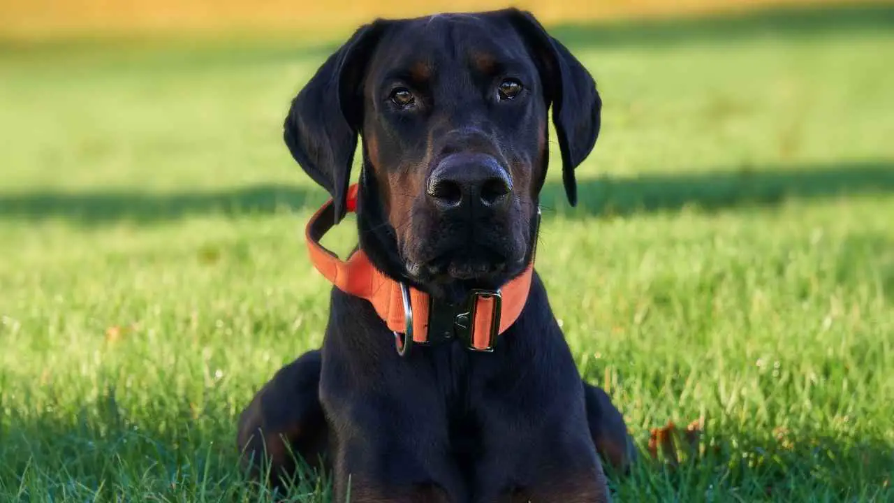 Dobermann Pinscher