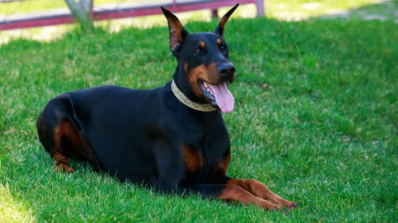 Dobermann Pinscher