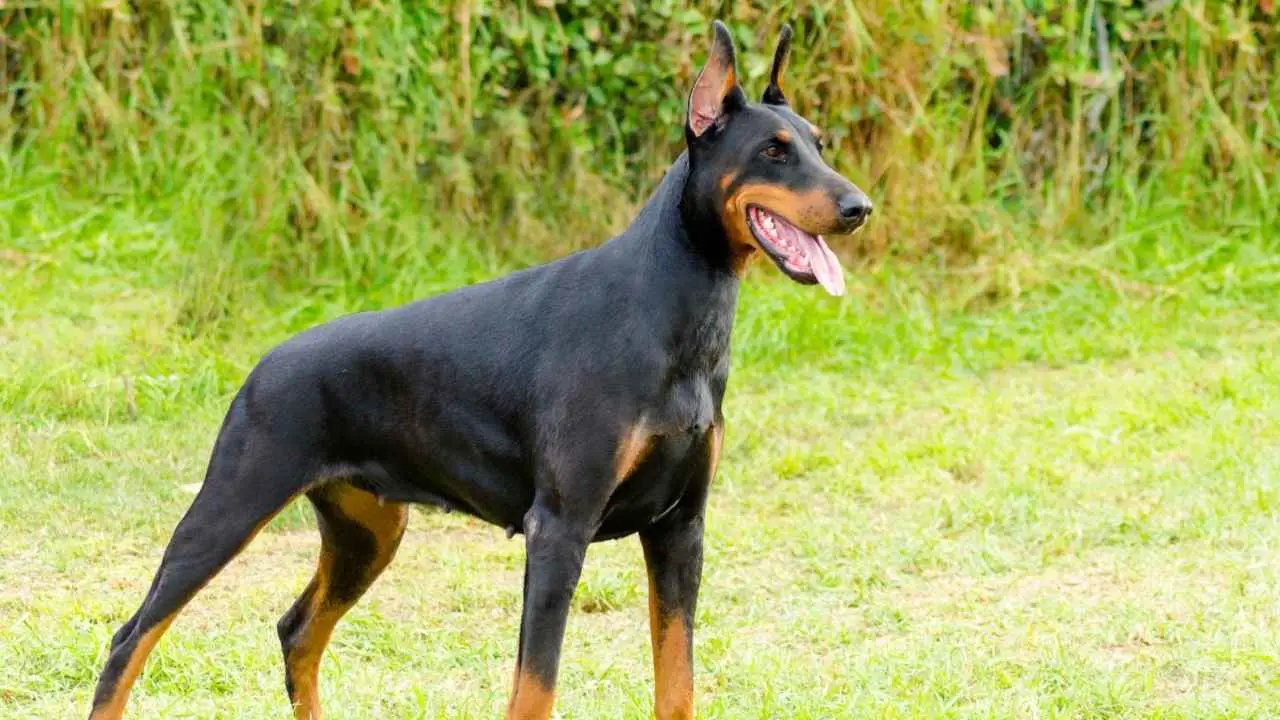 Dobermann Pinscher