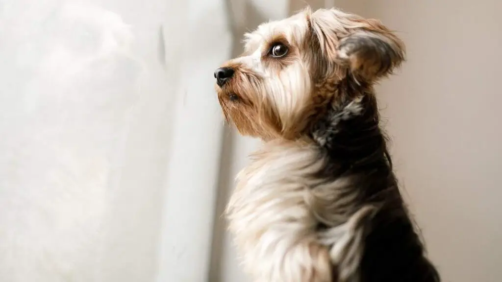 Dog Breeds With Low Separation Anxiety