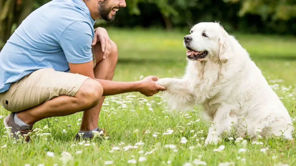 Dog Breeds With The Best Behaved Personalities 1