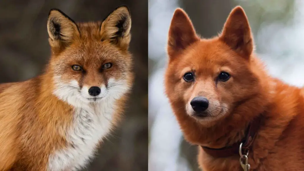 Dog Breeds that Look Like Foxes