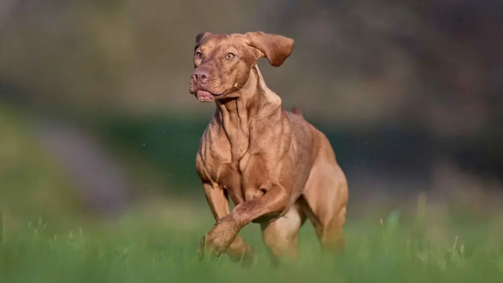 Fittest Dog Breeds To Own and Love