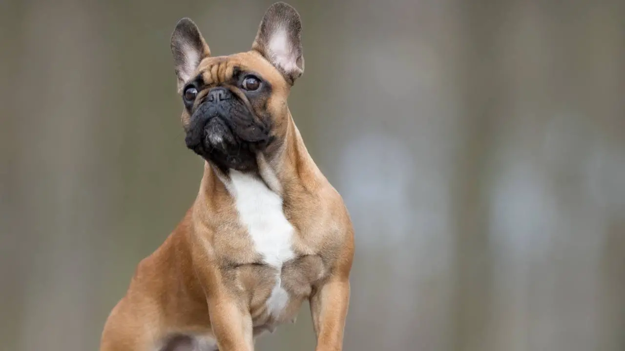 Franse Bulldog