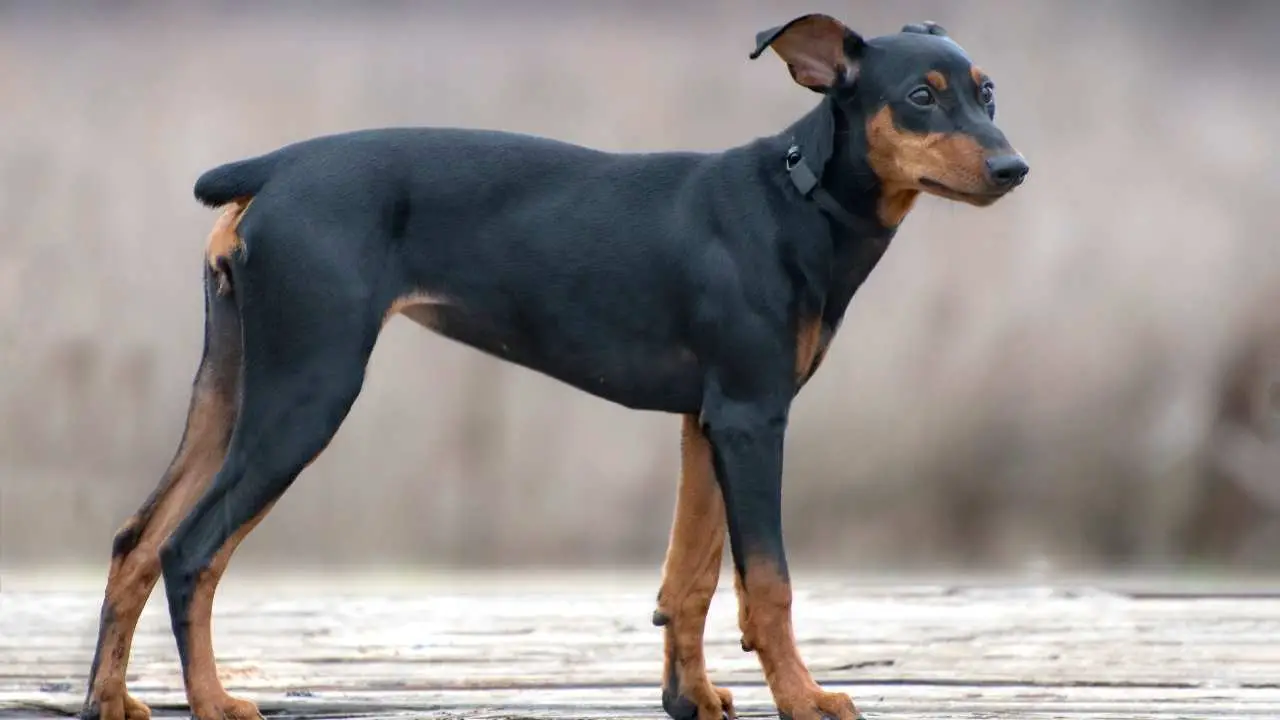 Duitse Pinscher