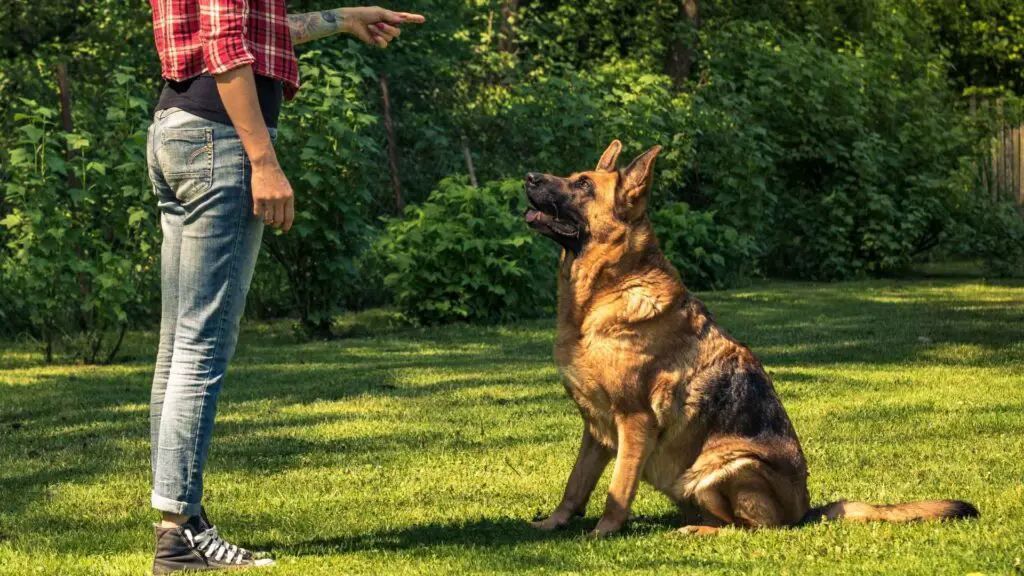 Een Duitse herder trainen