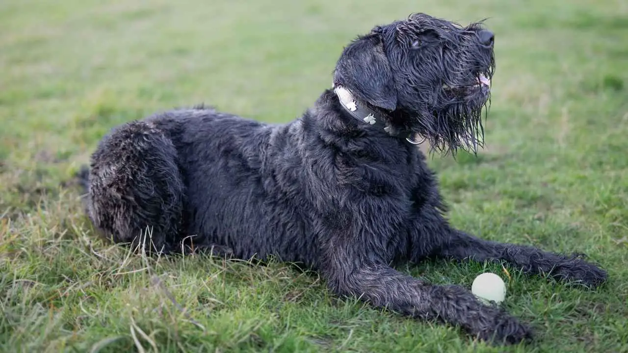 Reuze Schnauzer