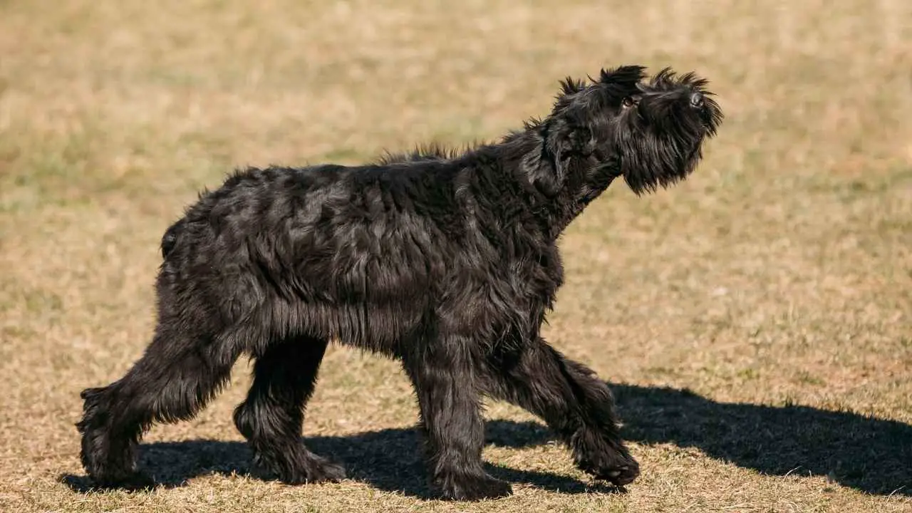 Reuze Schnauzer