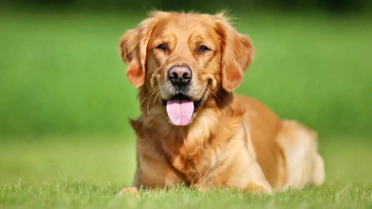 Gouden retriever