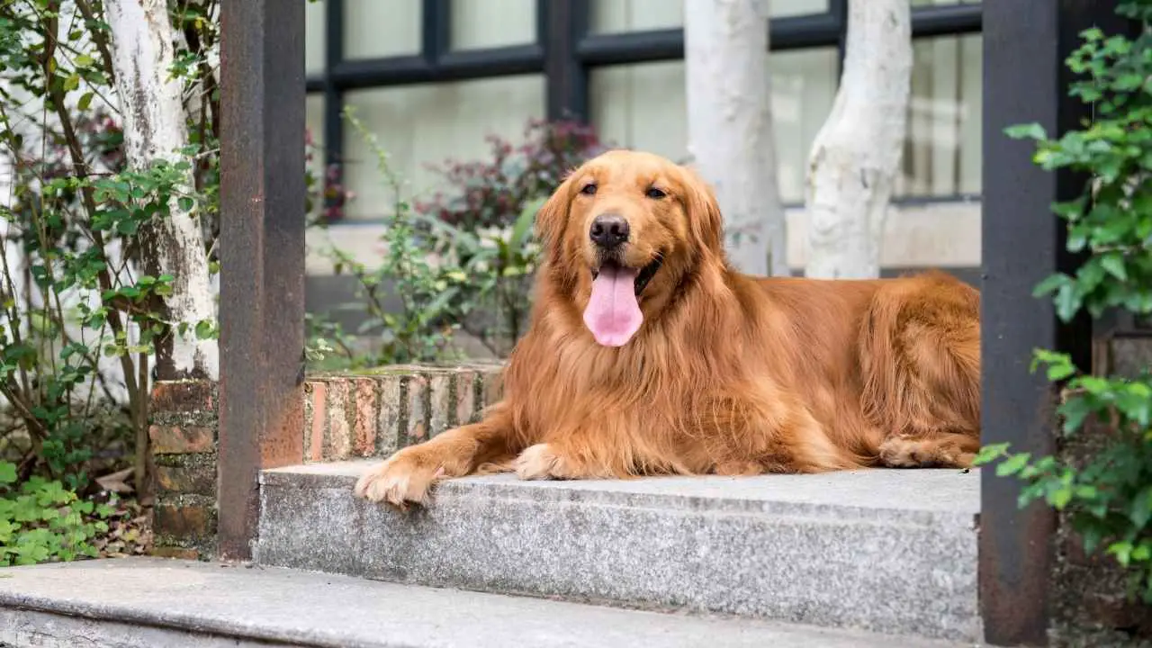 Gouden retriever