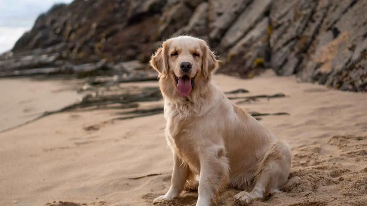 Gouden retriever