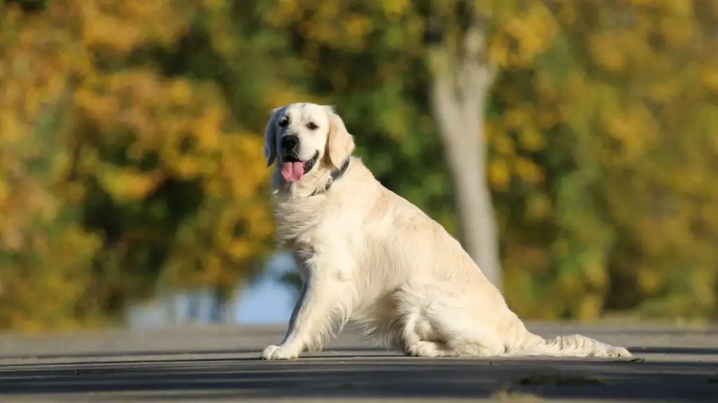 Gouden retrievers 