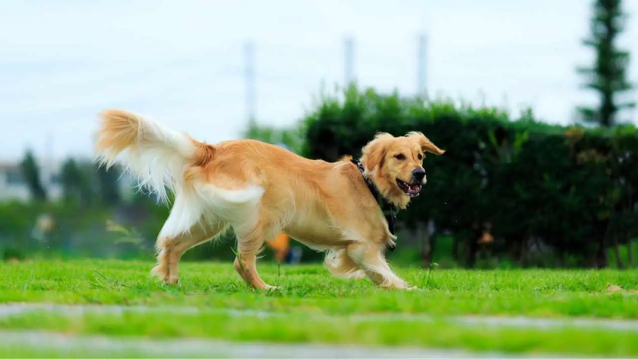 Gouden retriever