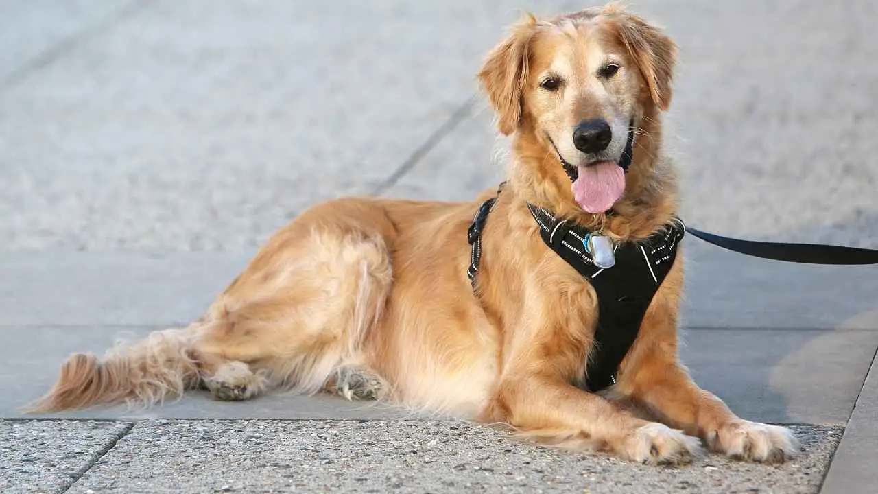 Gouden retriever