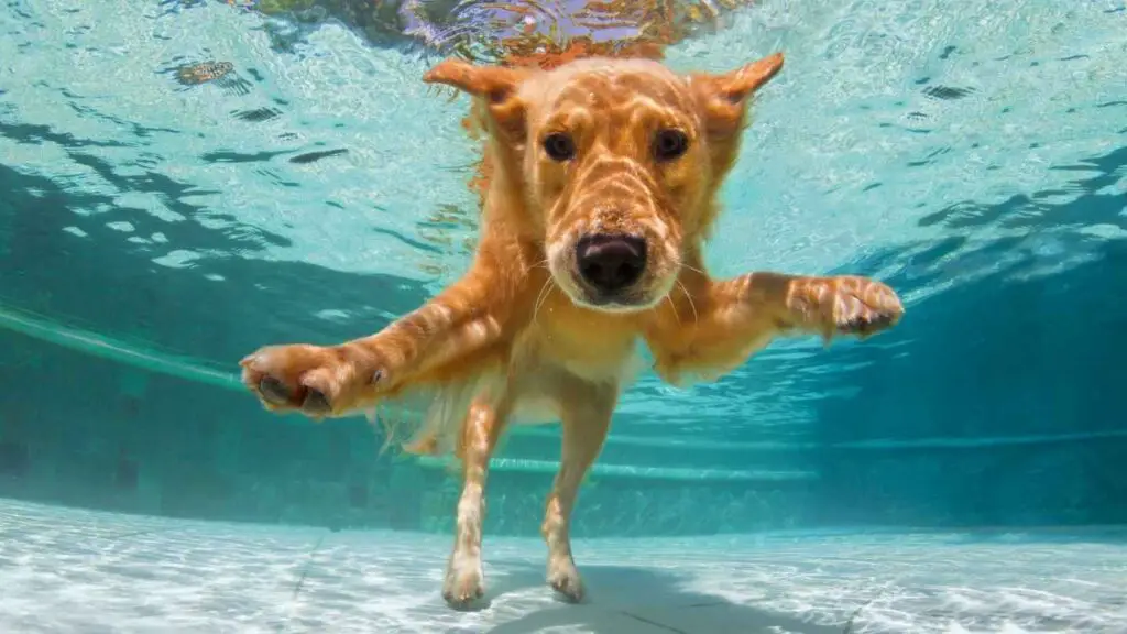 Golden Retrievers houden van zwemmen