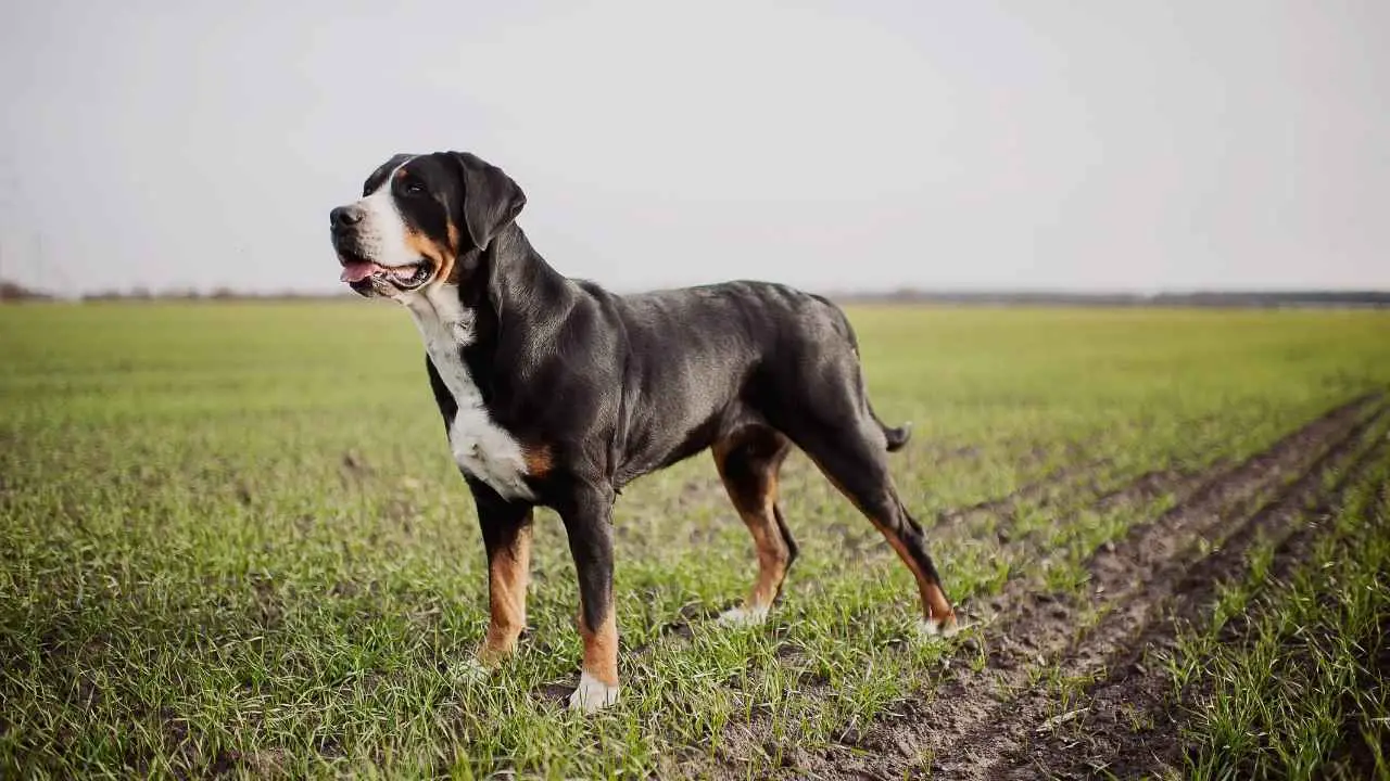 Grote Zwitserse Sennenhond