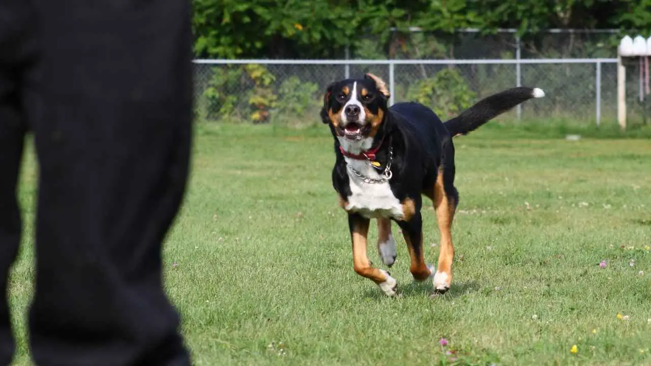 Grote Zwitserse Sennenhond