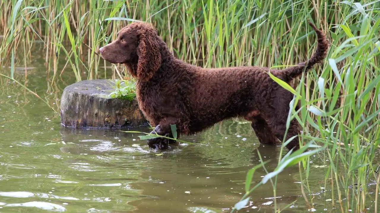 Ierse waterspaniël