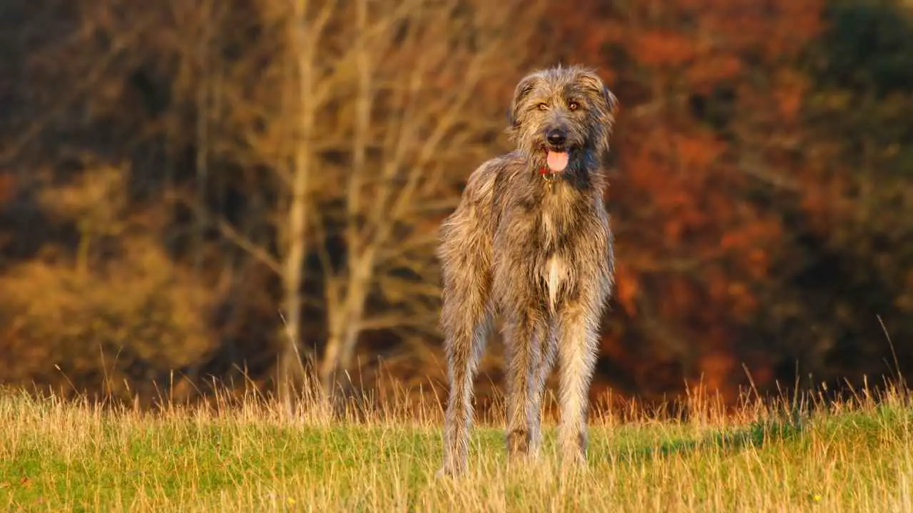 Ierse Wolfshond