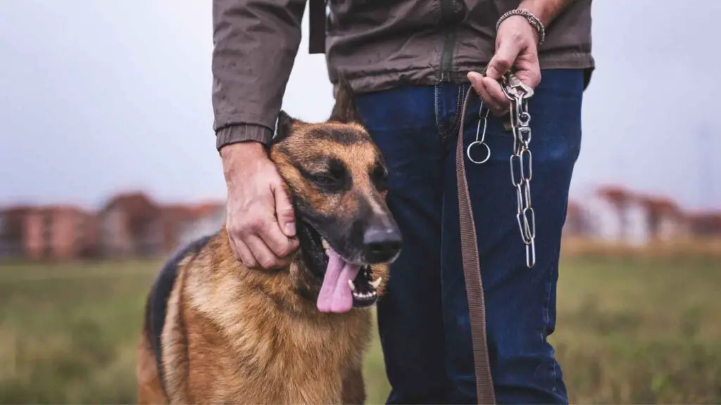 Is een Duitse herder het juiste ras voor u?