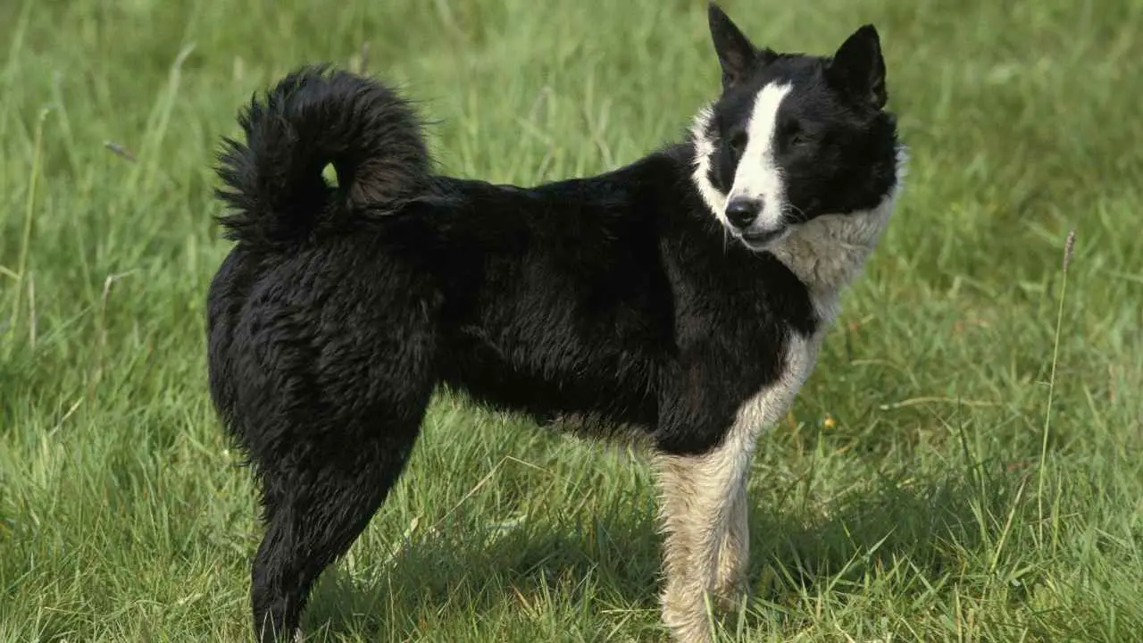 Karelische Berenhond