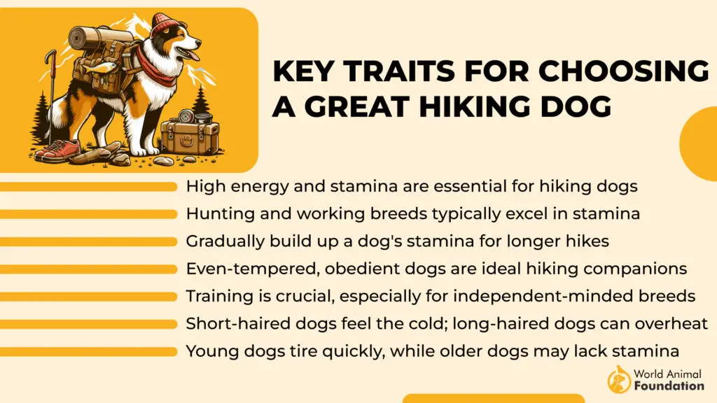 Key Traits for Choosing a Great Hiking Dog 01 1