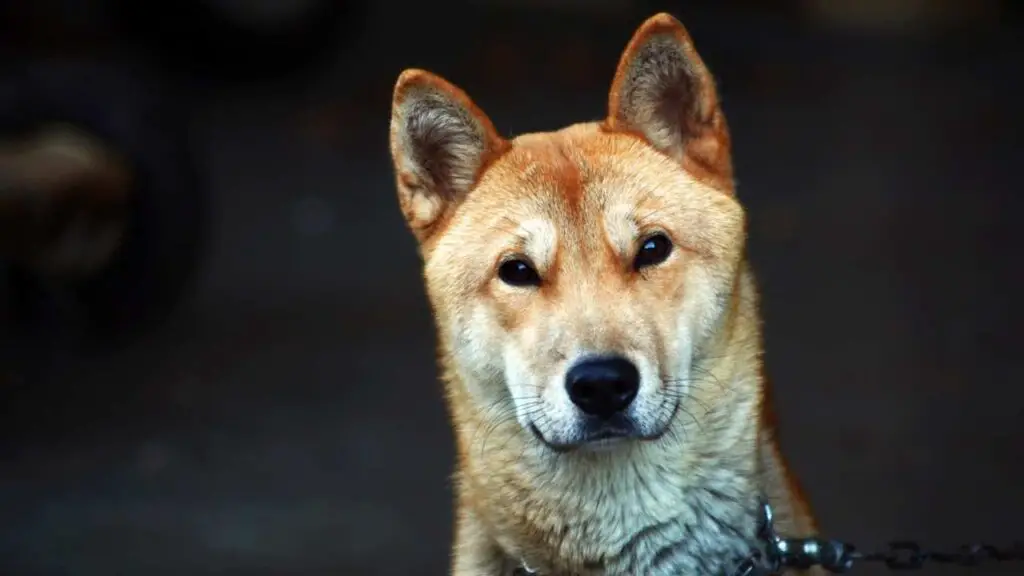 Koreaanse Jindo