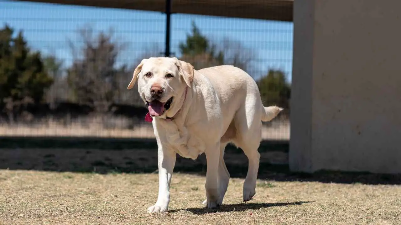 Labrador-retriever