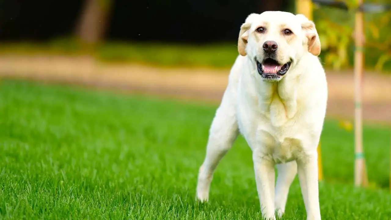 Labrador-retriever