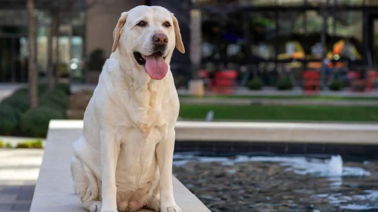 Labrador-retriever