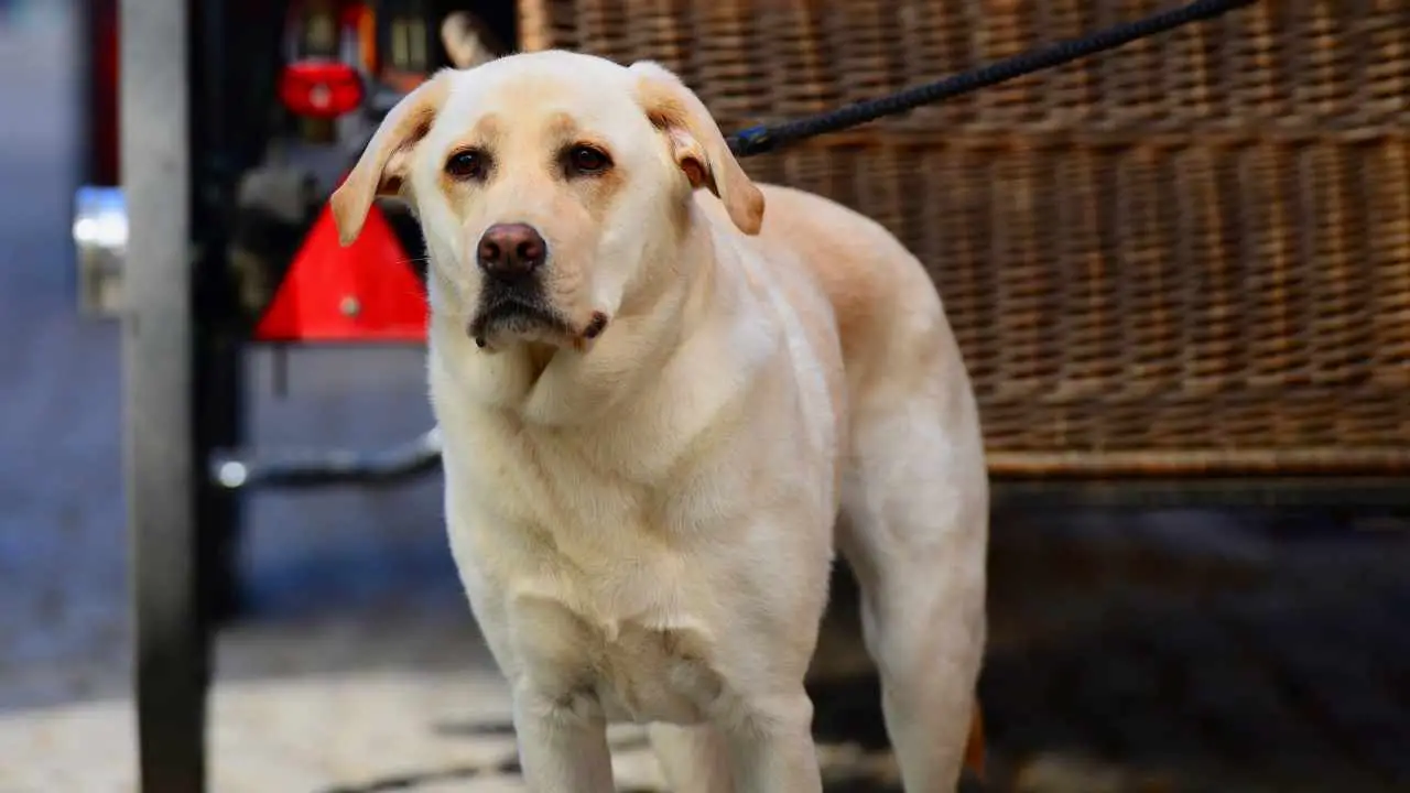 Labrador-retriever