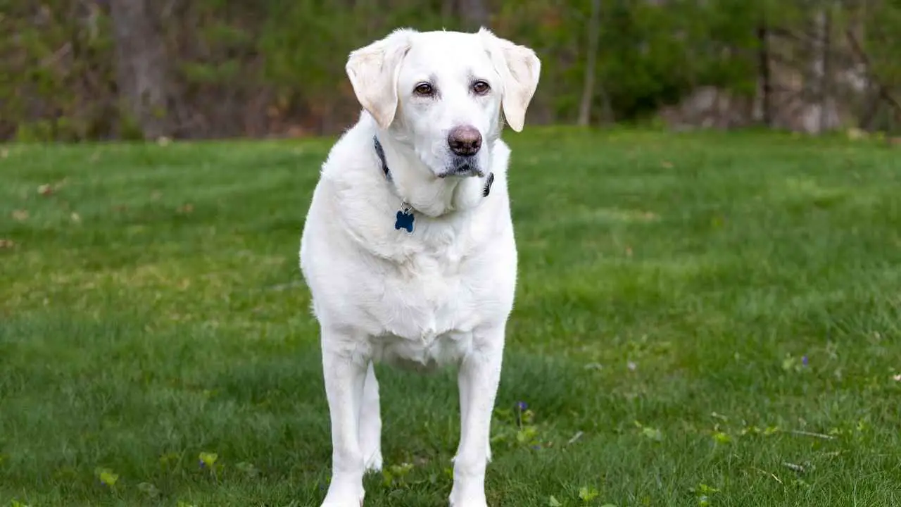 Labrador-retriever