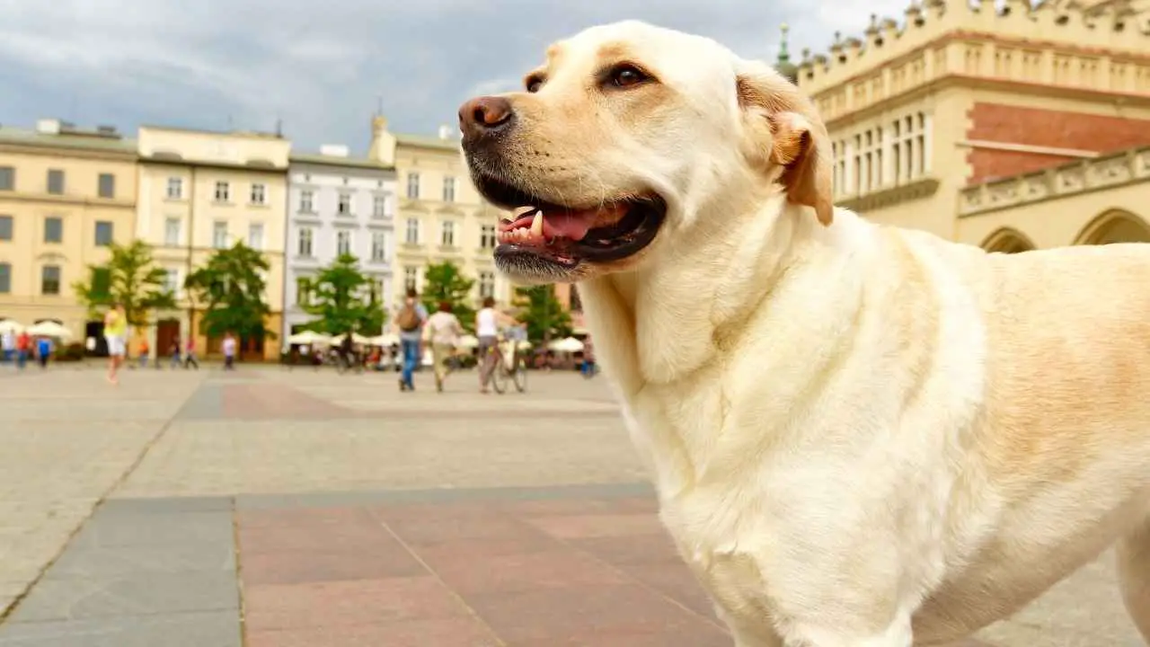 Labrador-retriever