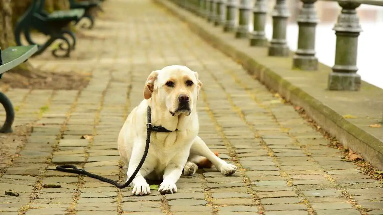 Labrador-retriever