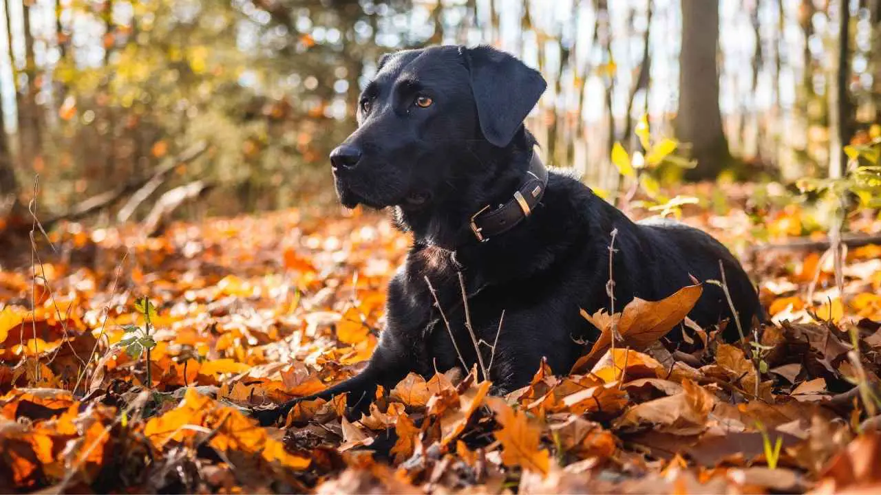 Labrador-retriever