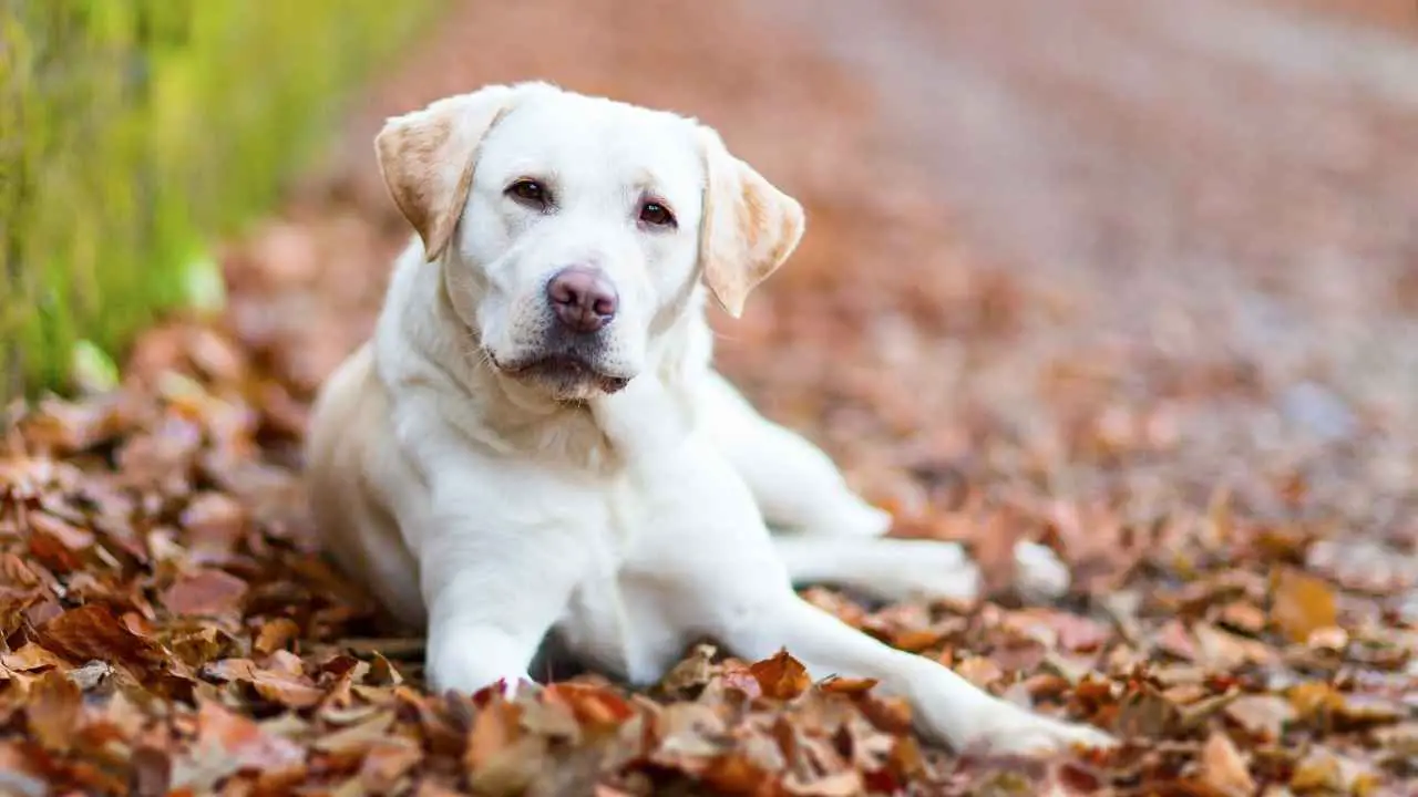 Labrador-retriever