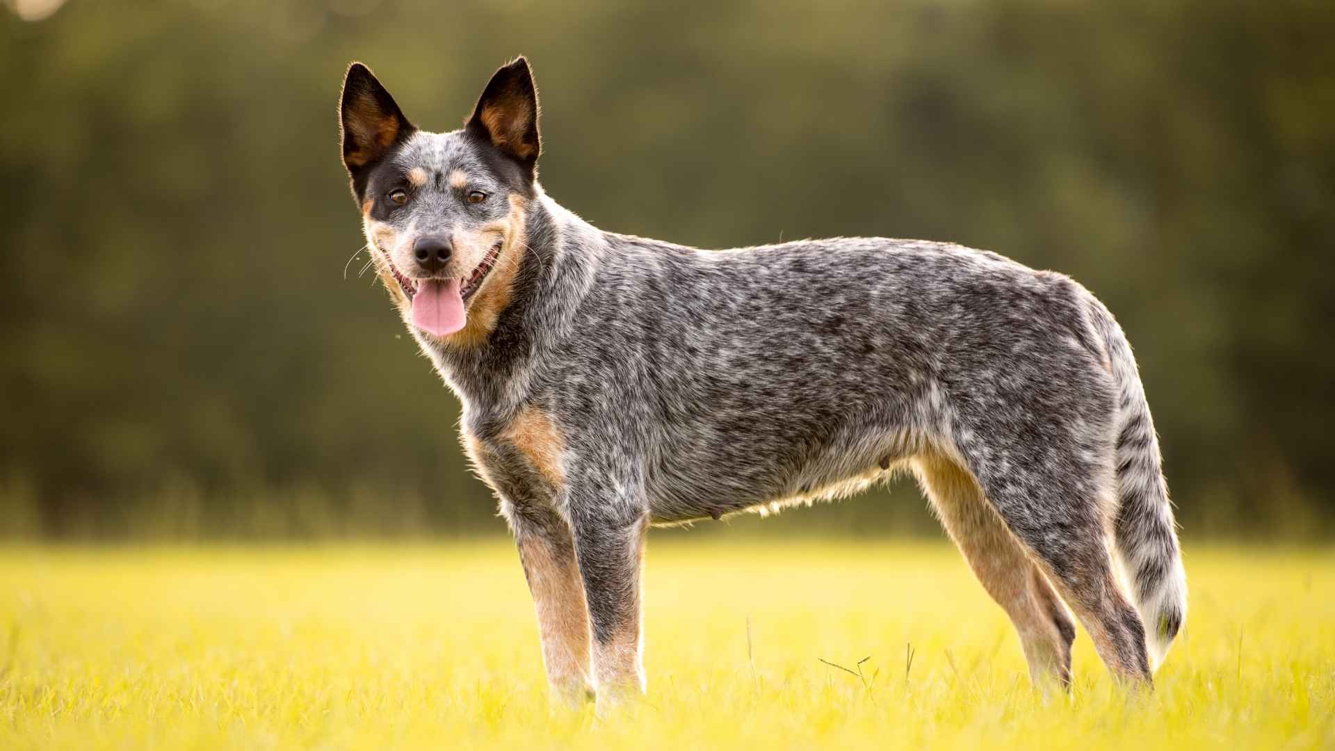 Longest Living Large Dog Breed