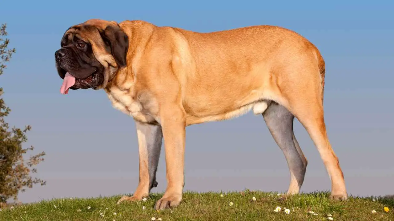 Mastiff