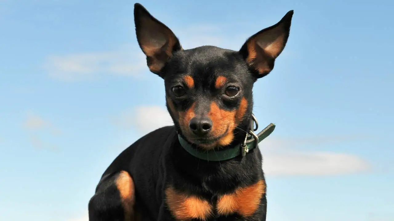 Dwergpinscher