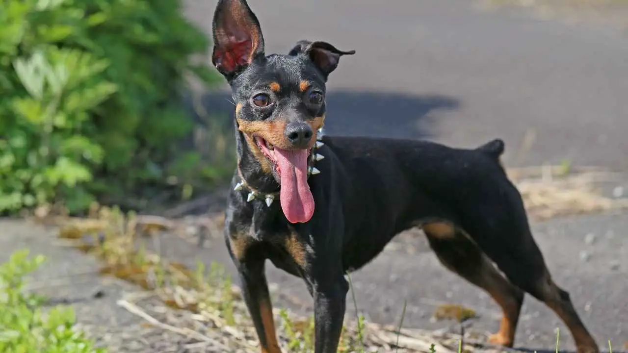 Dwergpinscher