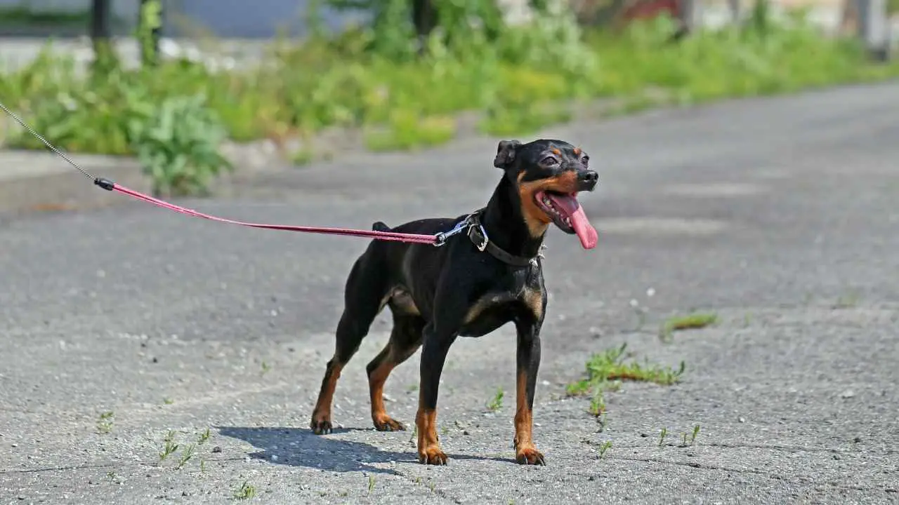 Dwergpinscher