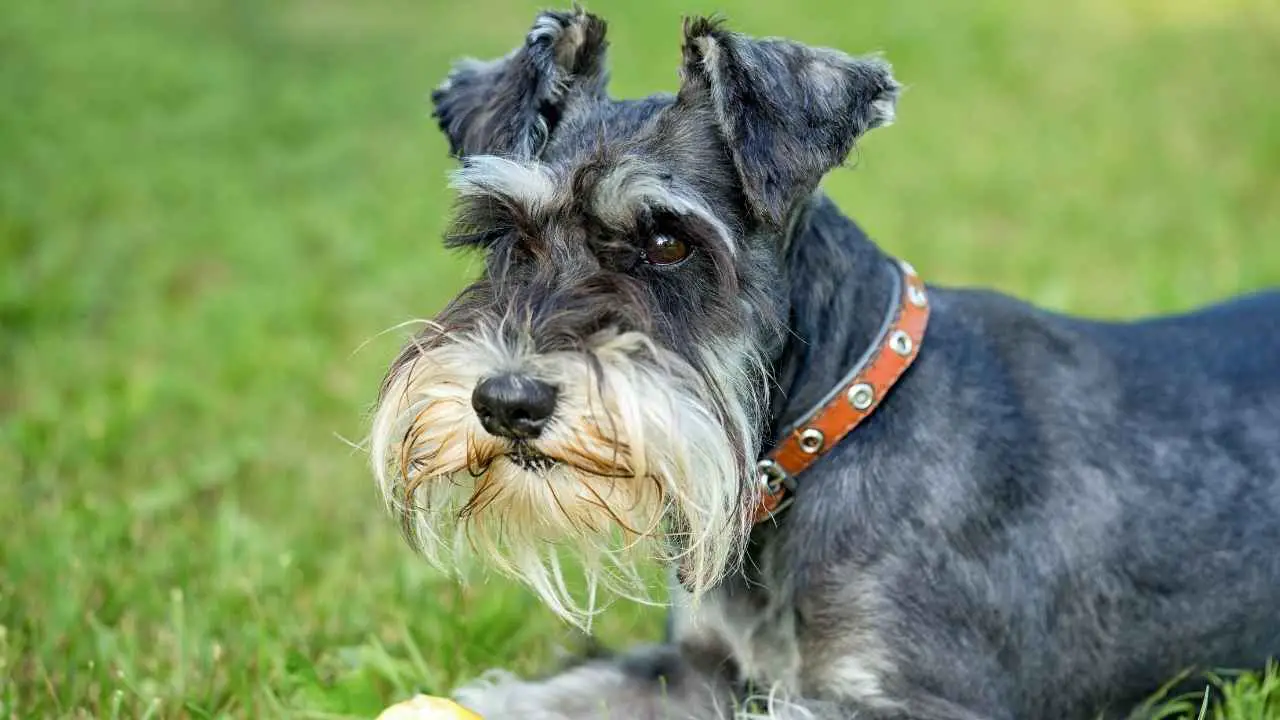 Dwergschnauzer