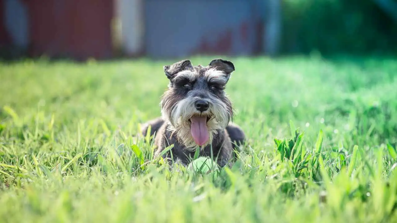 Dwergschnauzer